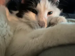 Un gato descansando