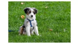 Un perro, compañero bienvenido en nuestro espacio